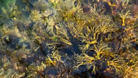 Российские учёные нашли самую полезную водоросль